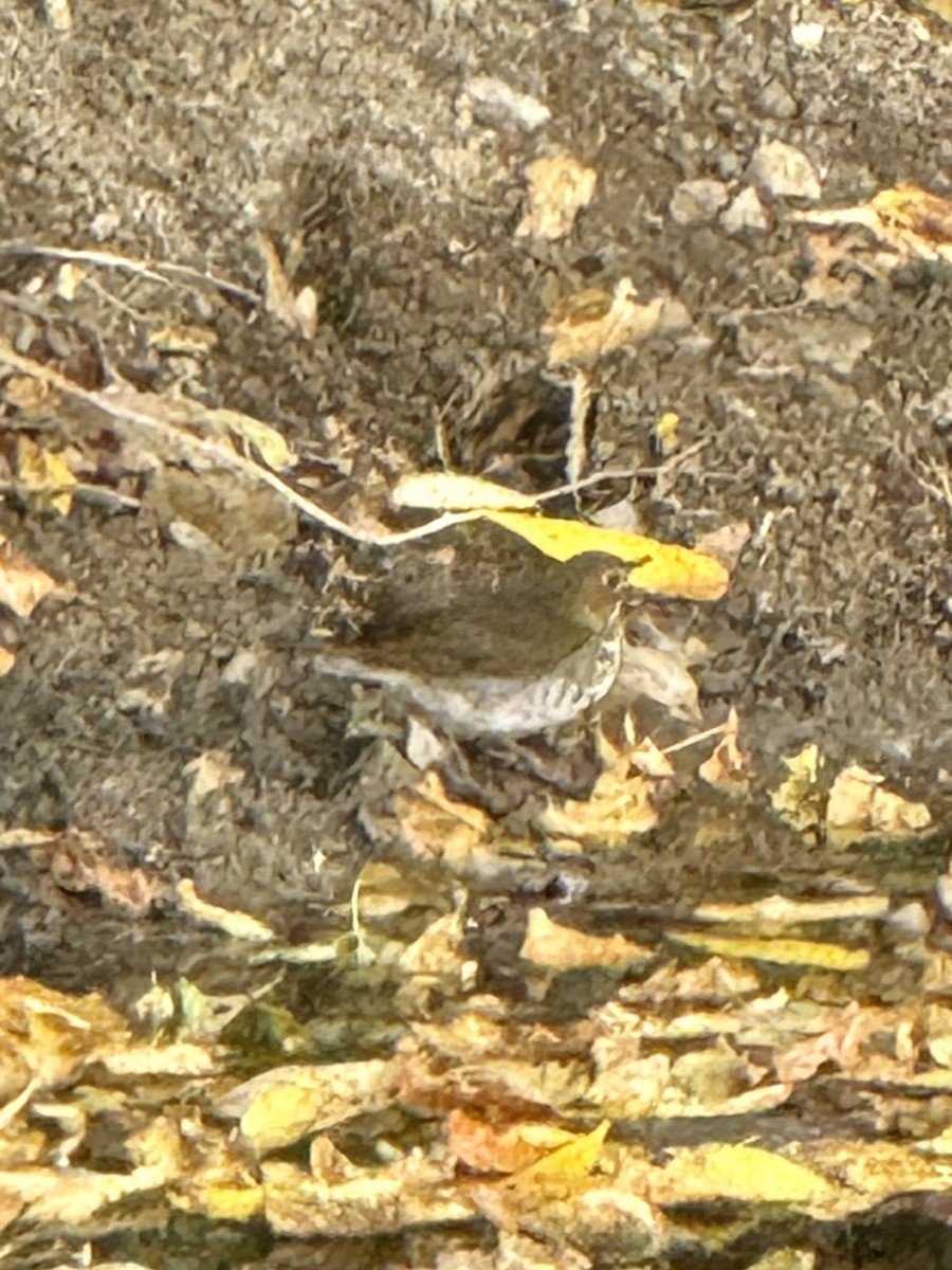 Hermit Thrush - ML643054241