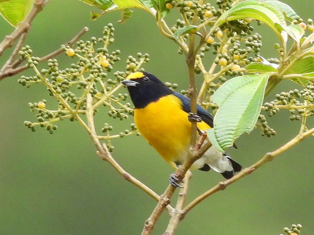 White-vented Euphonia - ML643054281