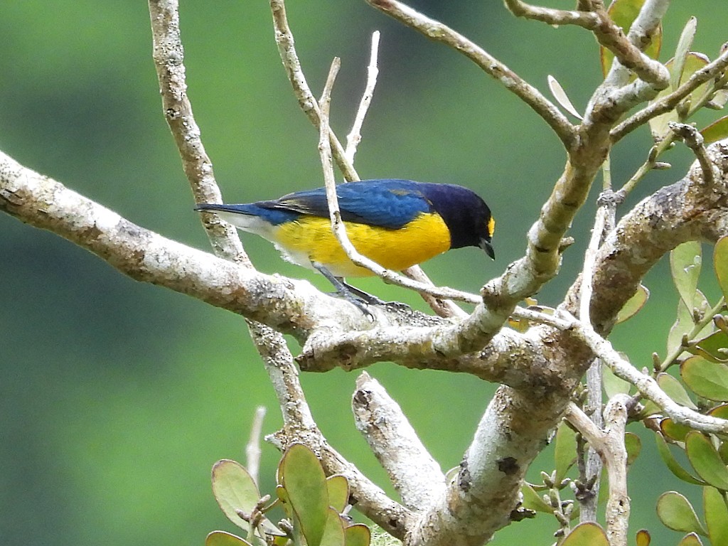 White-vented Euphonia - ML643054282