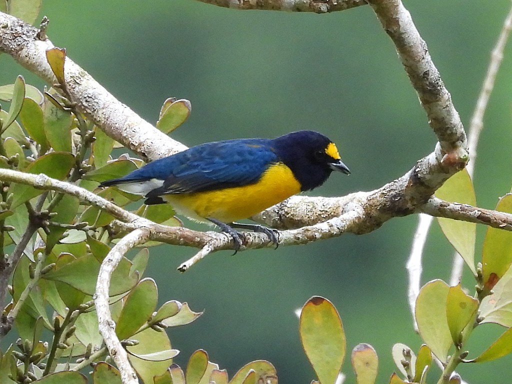 White-vented Euphonia - ML643054283
