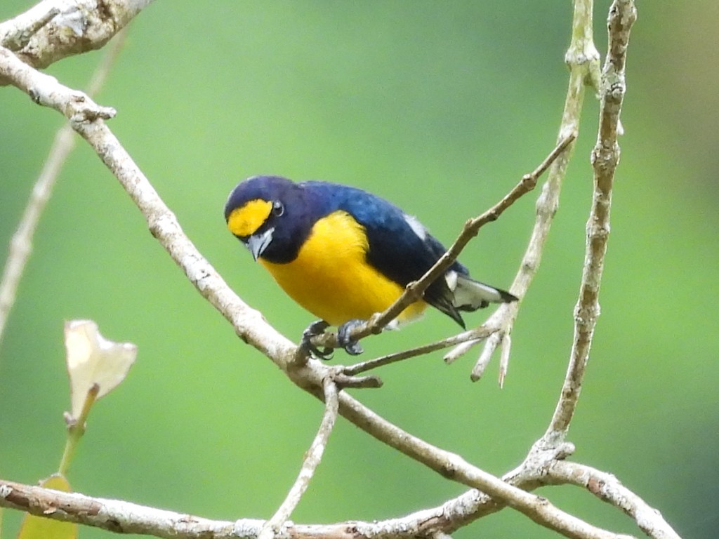 White-vented Euphonia - ML643054284