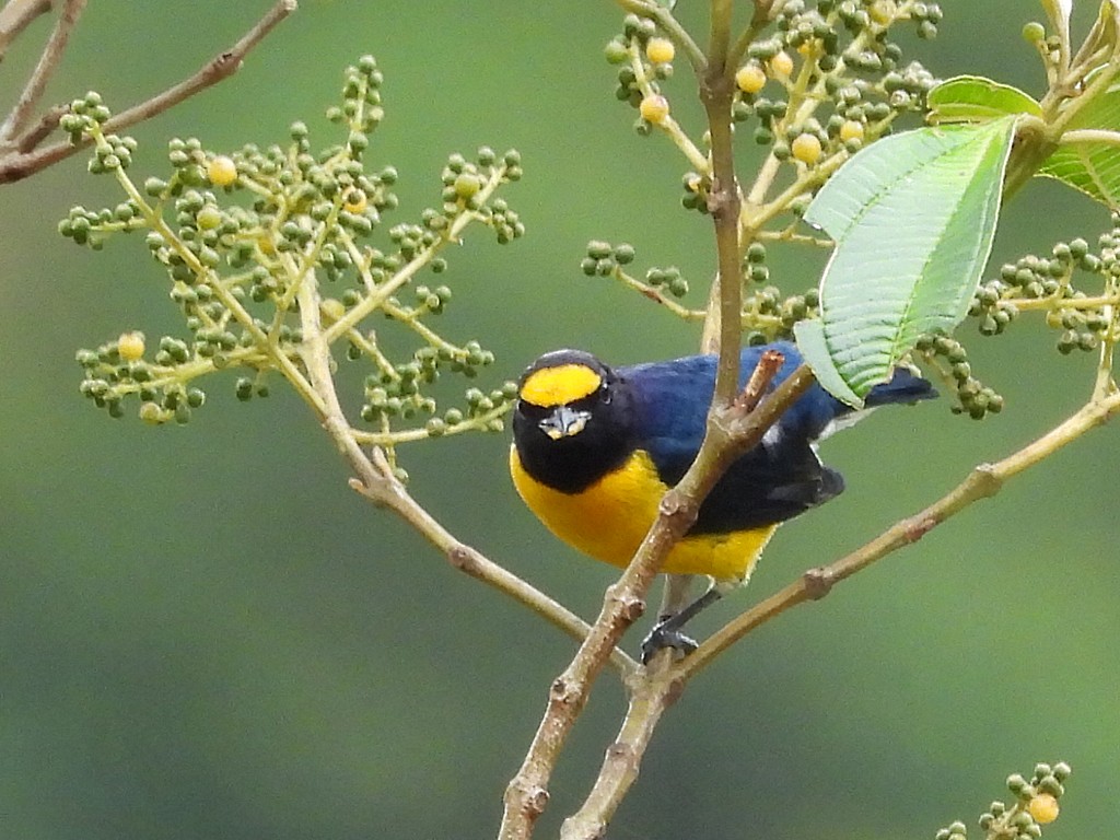 White-vented Euphonia - ML643054285