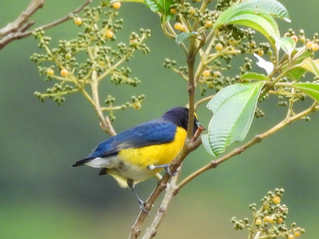 White-vented Euphonia - ML643054286