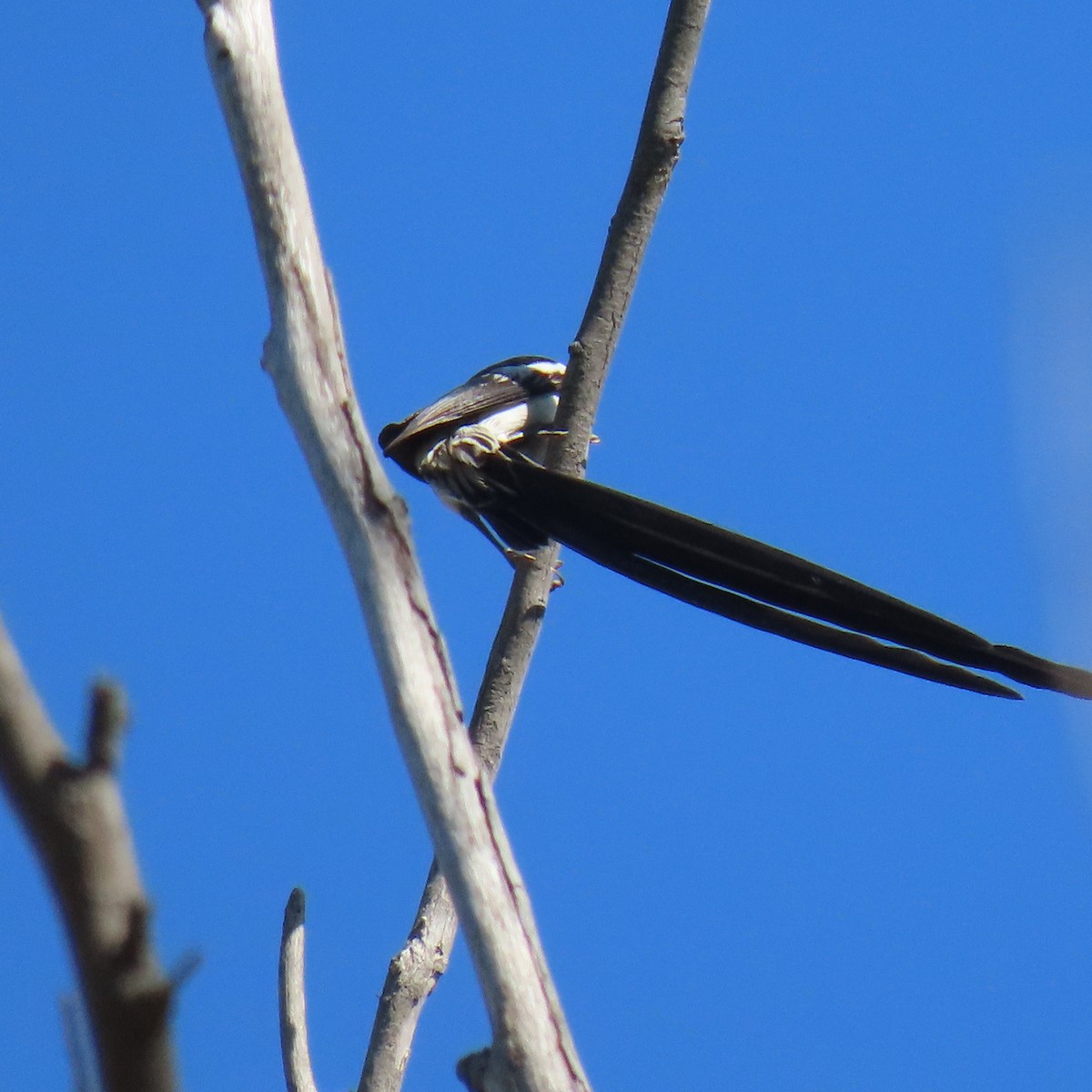 Pin-tailed Whydah - ML643054304