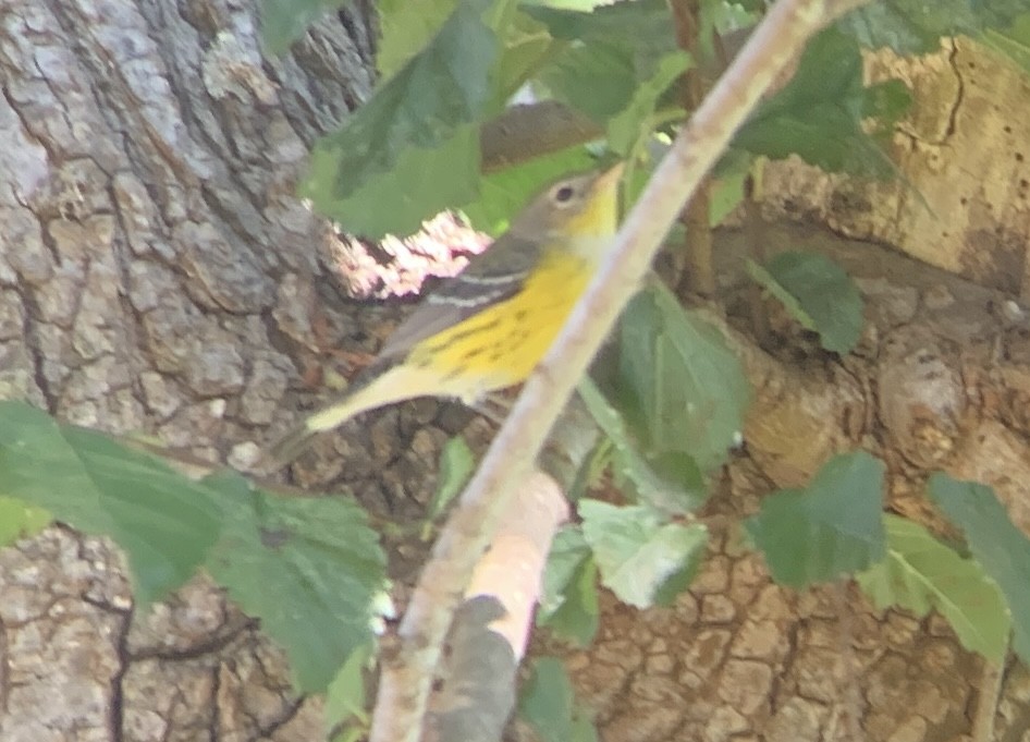 Magnolia Warbler - ML643054317