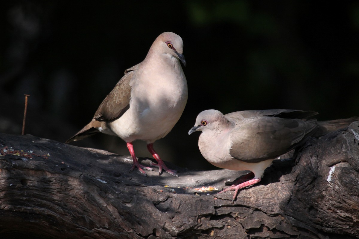 White-tipped Dove - ML643054319