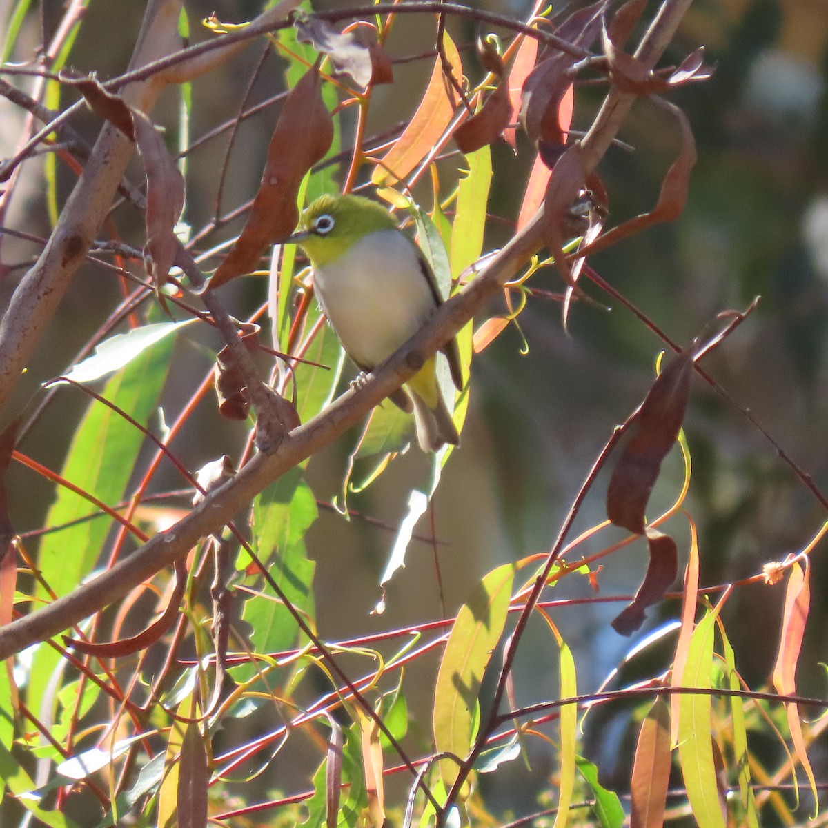 Swinhoe's White-eye - ML643054365