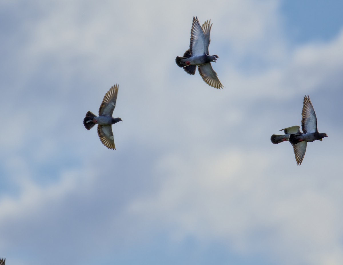 pigeon/dove sp. - ML643054389