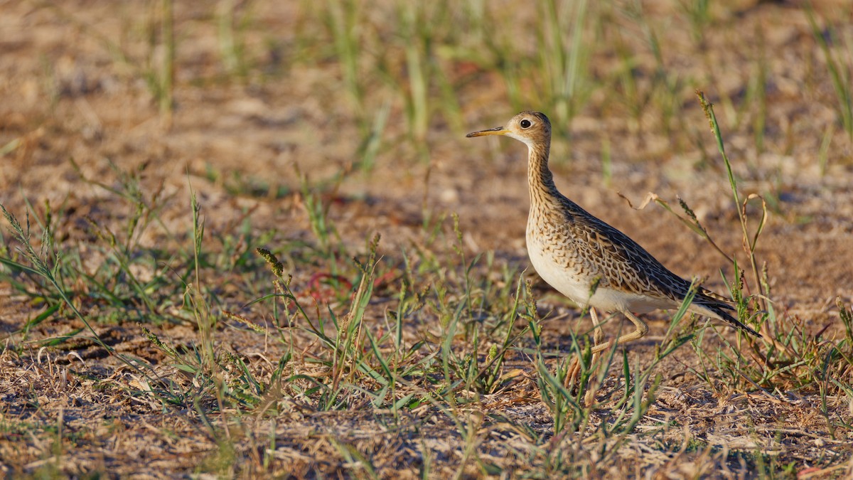 Upland Sandpiper - ML643054409