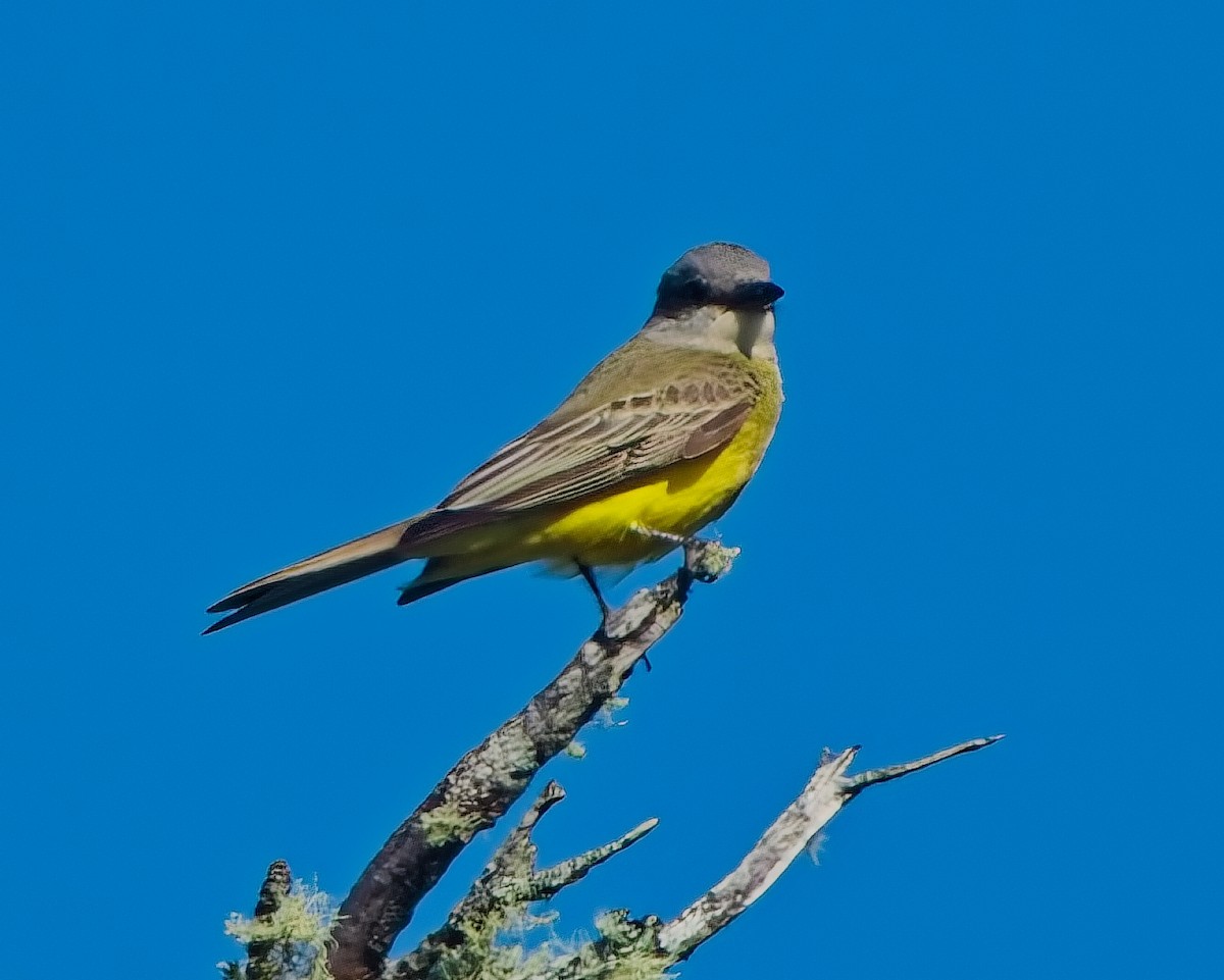 Tropical Kingbird - ML643054432