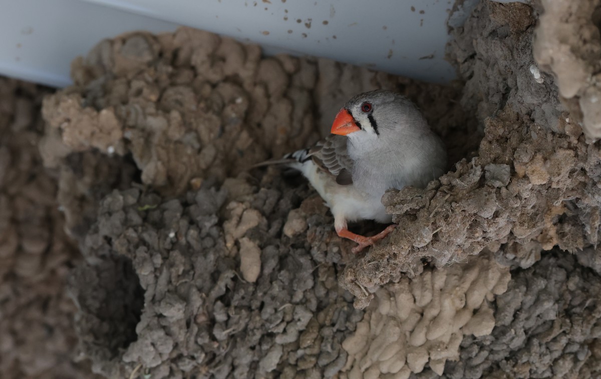 Zebra Finch - ML643054494