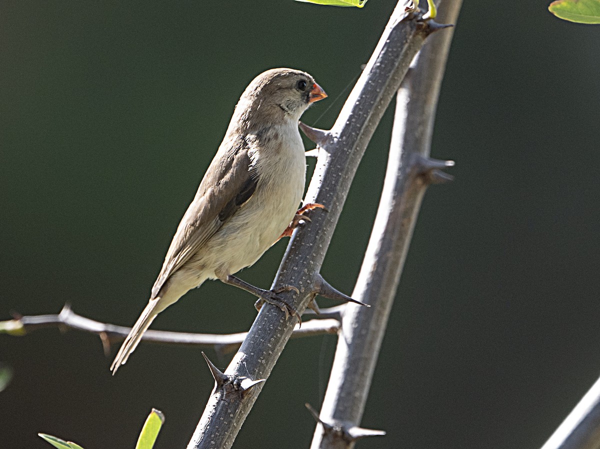 Pin-tailed Whydah - ML643054500
