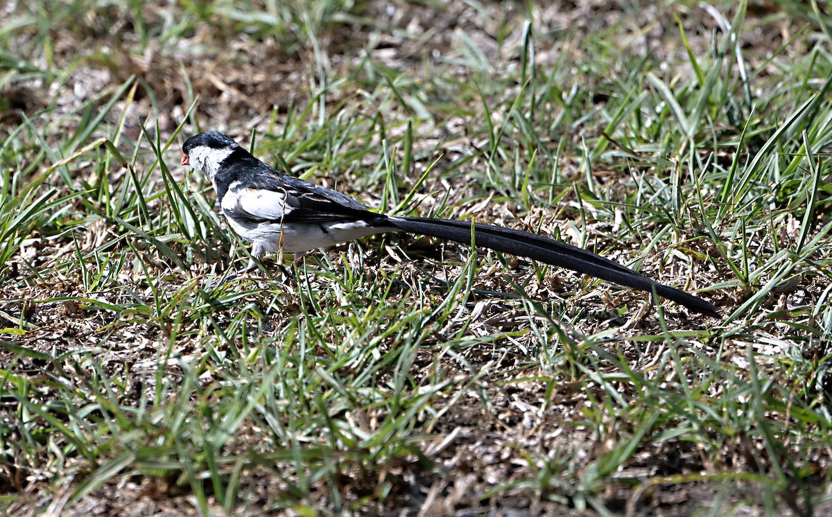 Pin-tailed Whydah - ML643054501