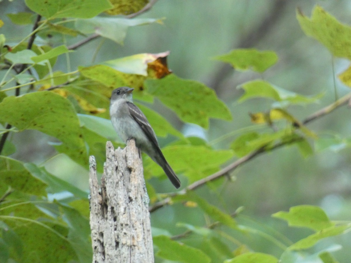Eastern Wood-Pewee - ML643054509