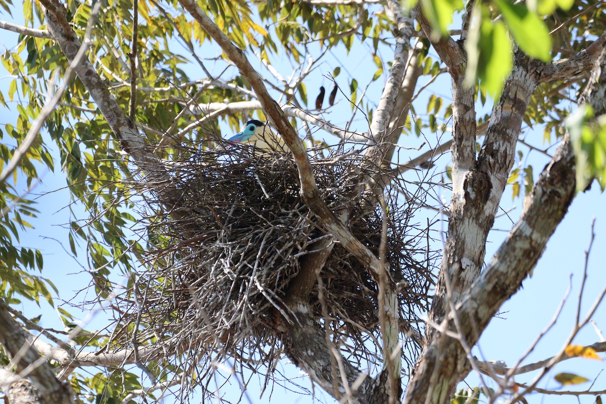 Capped Heron - ML643054538