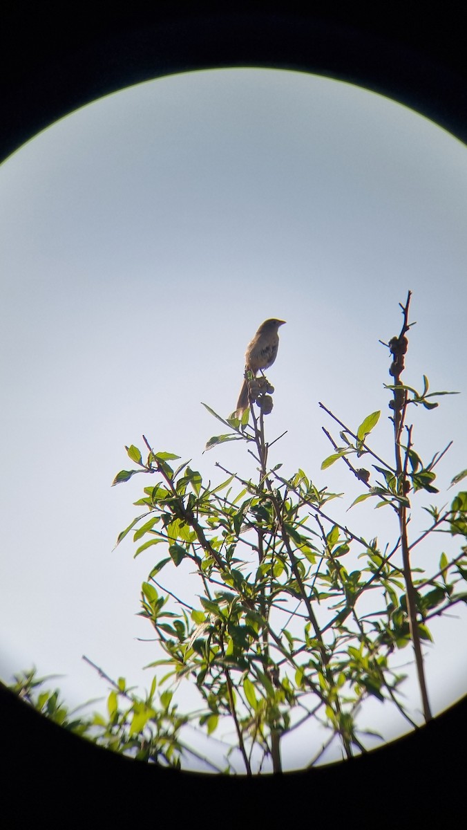 Wedge-tailed Grass-Finch - ML643054551