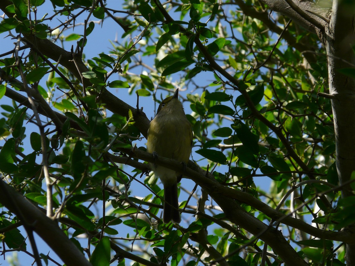 Weißaugenvireo - ML643054626