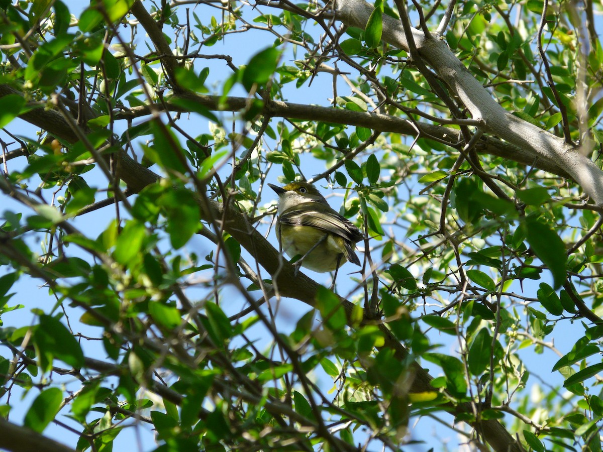Weißaugenvireo - ML643054627