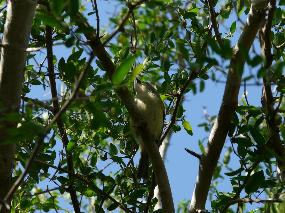 Weißaugenvireo - ML643054628