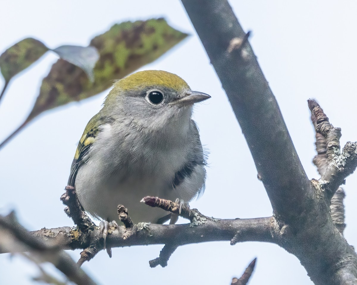 Chestnut-sided Warbler - ML643054639