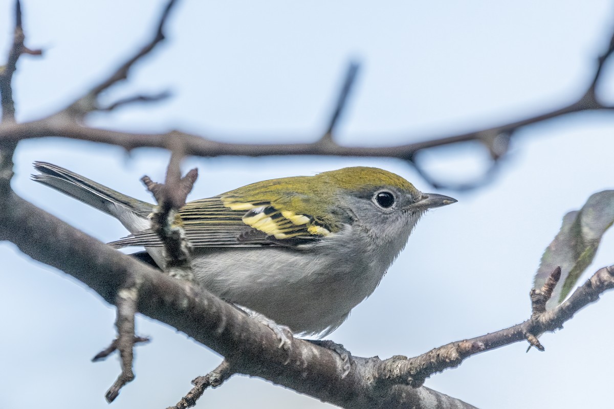 Chestnut-sided Warbler - ML643054640
