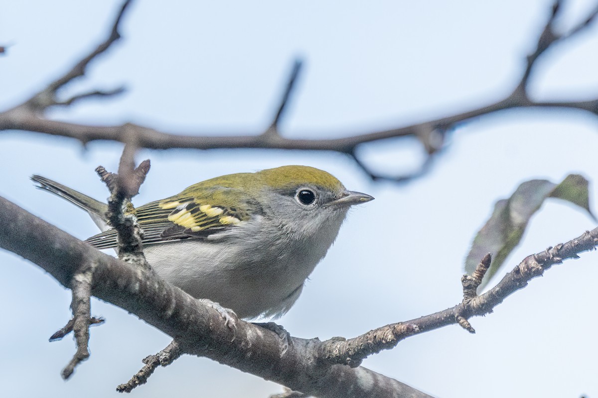Chestnut-sided Warbler - ML643054641
