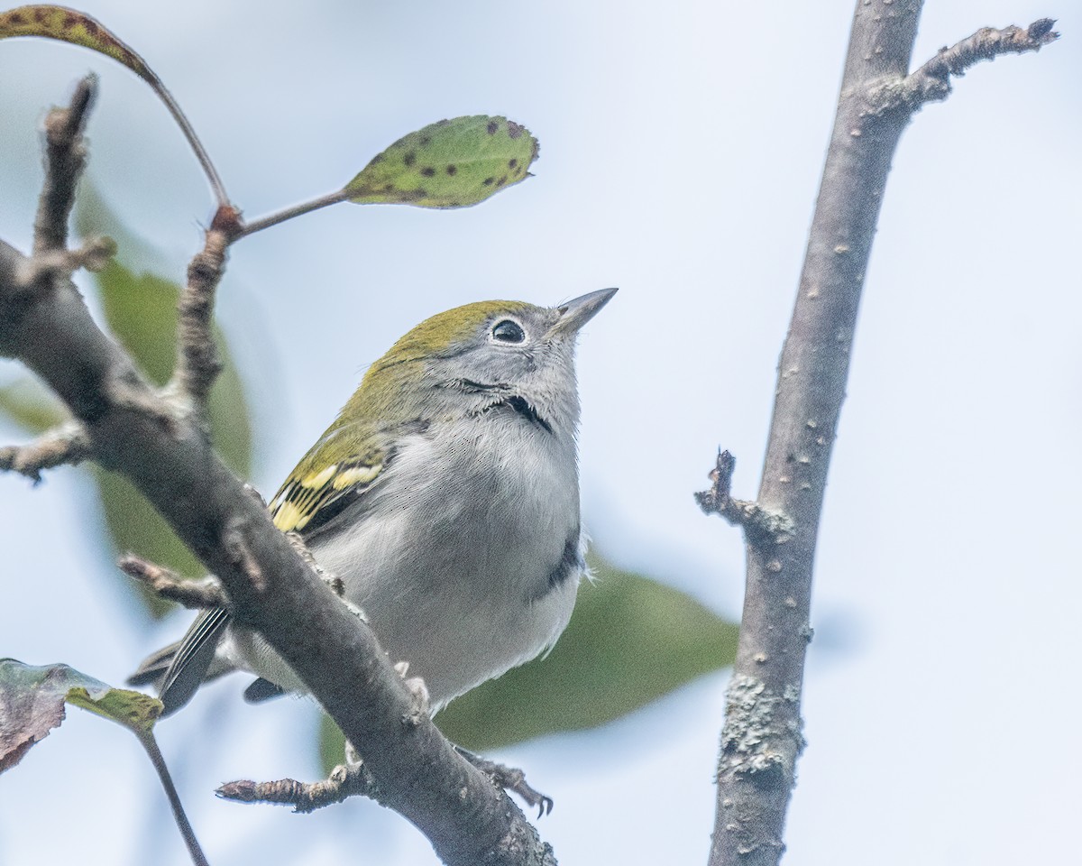 Chestnut-sided Warbler - ML643054674