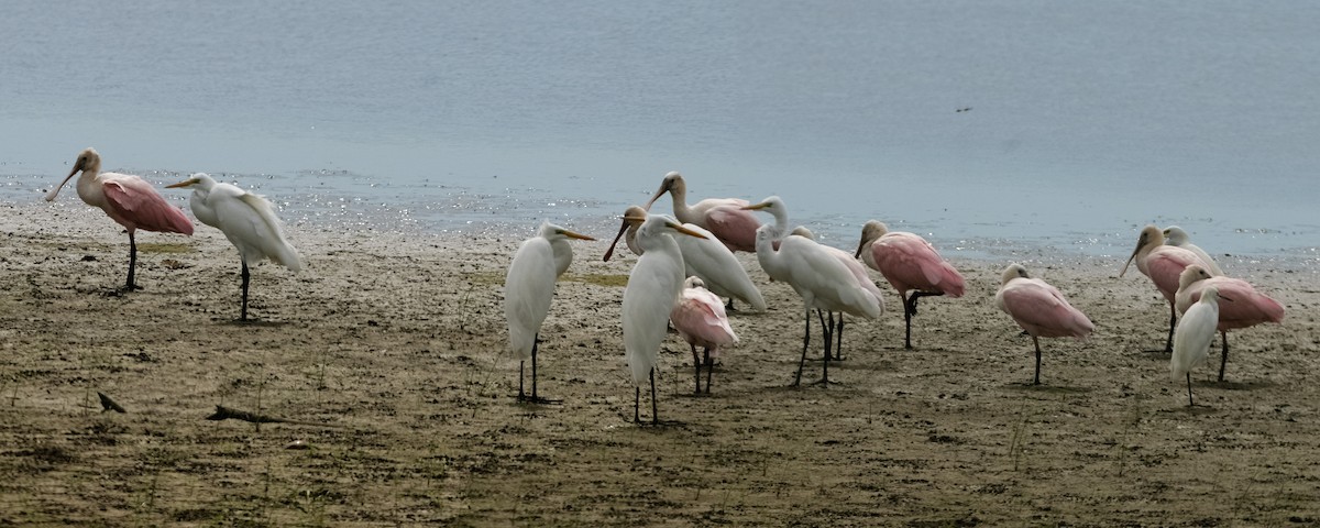 Roseate Spoonbill - ML643054703