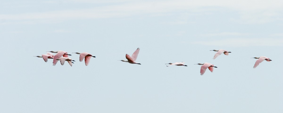 Roseate Spoonbill - ML643054704
