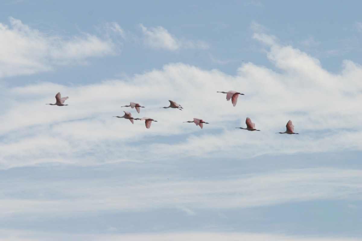 Roseate Spoonbill - ML643054705