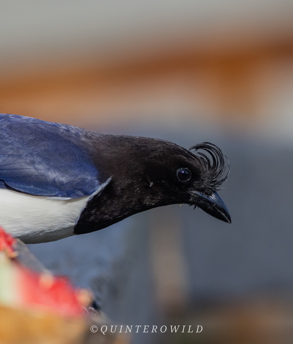 Curl-crested Jay - ML643054726