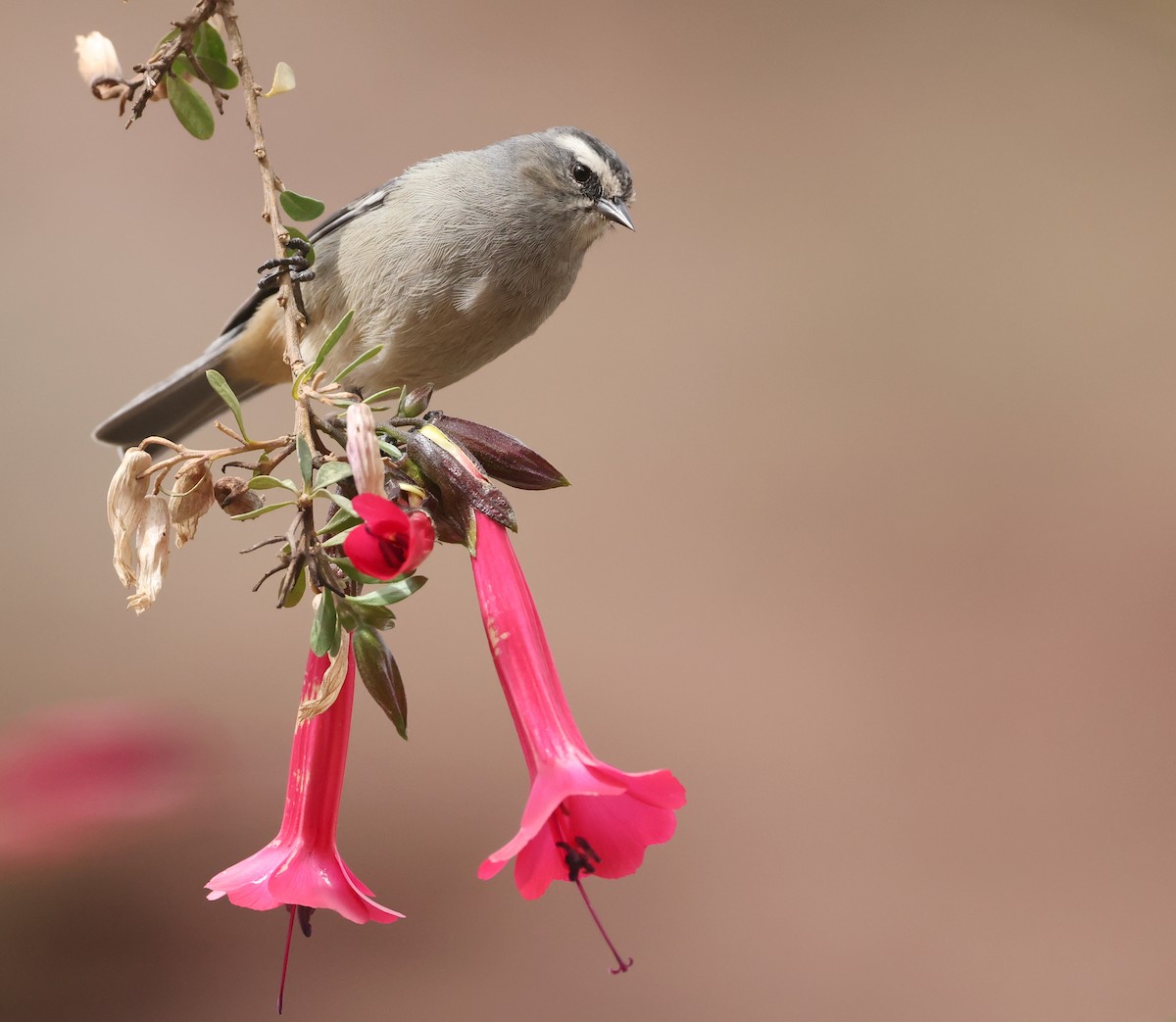 Cinereous Conebill - ML643054731