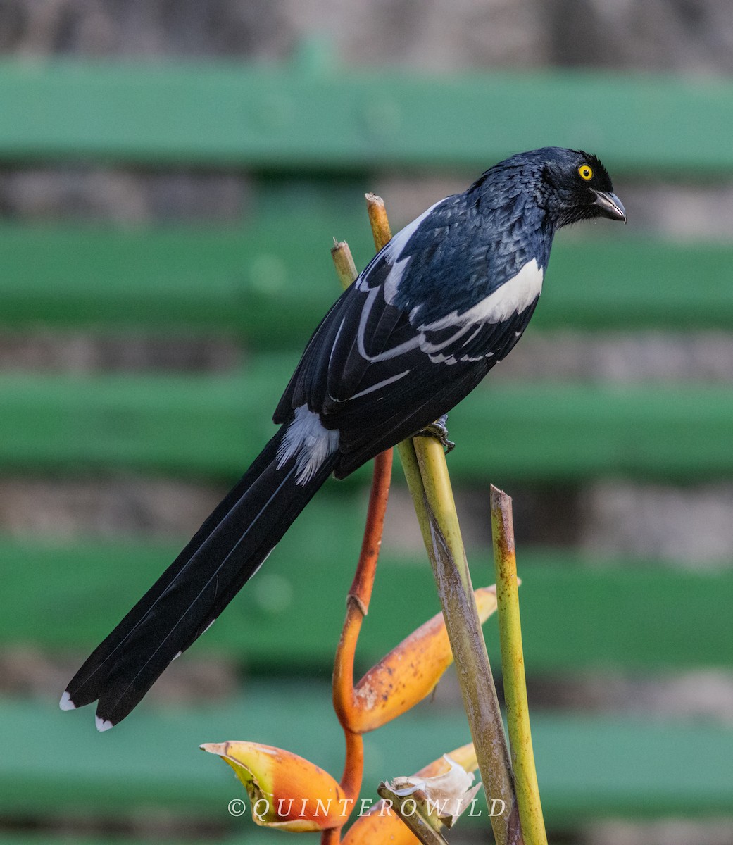Magpie Tanager - ML643054746