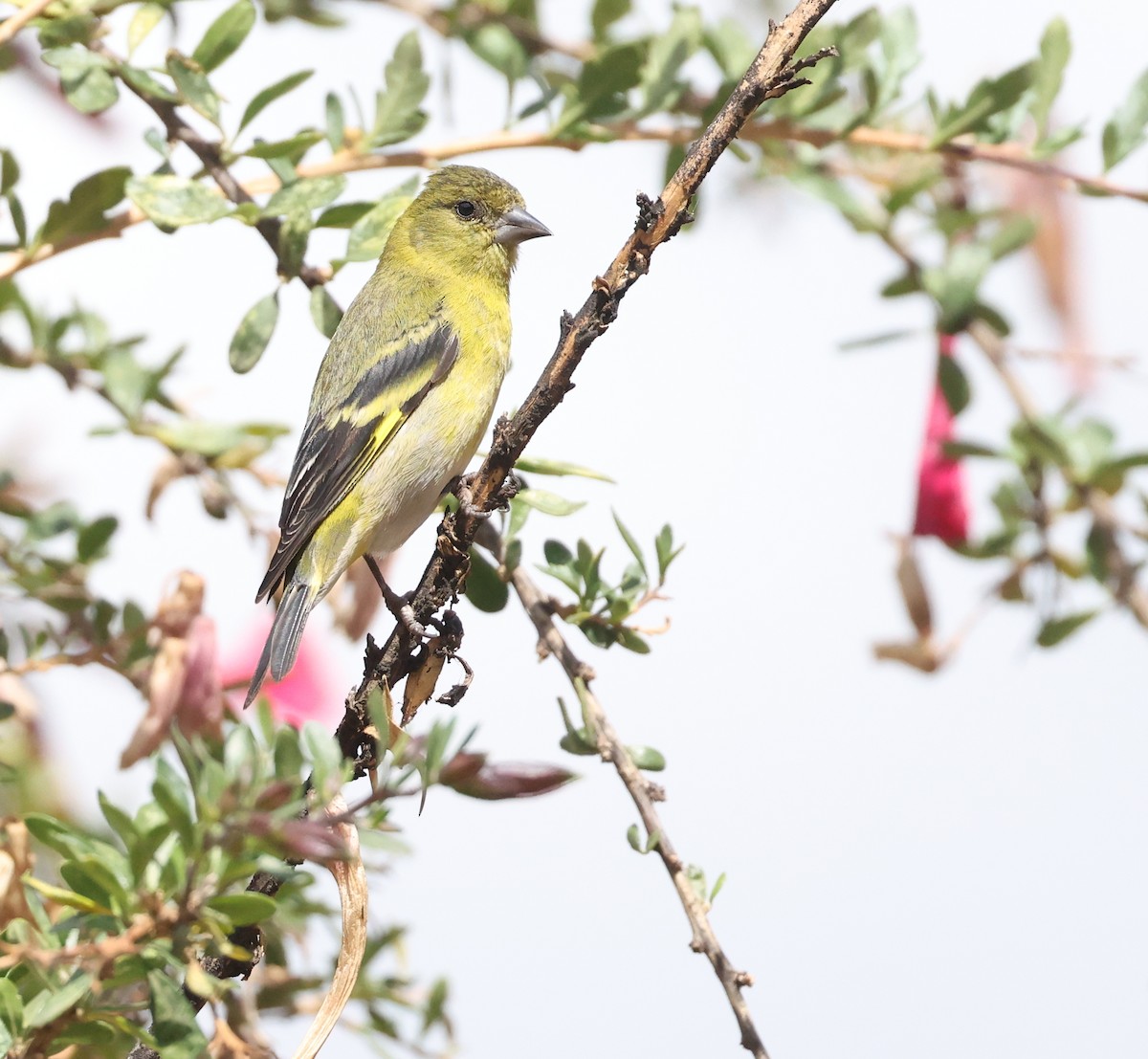 Hooded Siskin - ML643054776