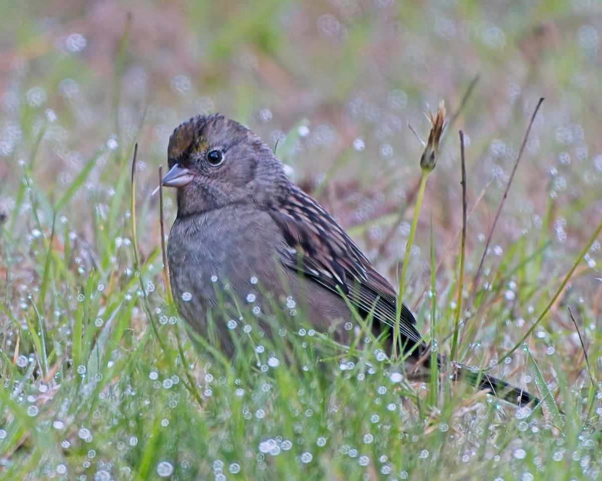 Bruant à couronne dorée - ML643054784