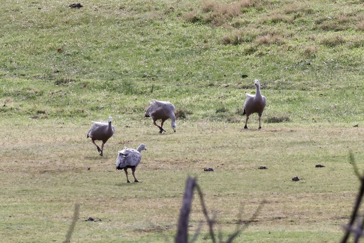 Cape Barren Goose - ML643054813