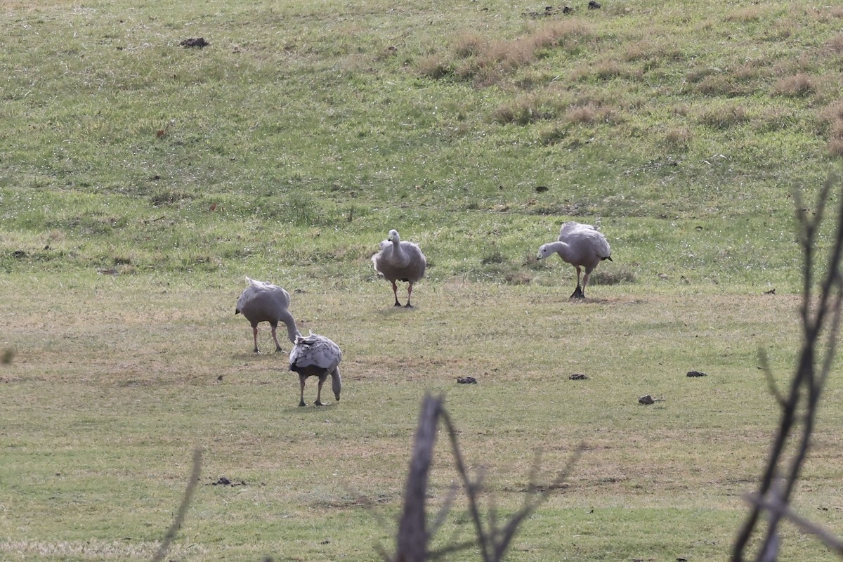 Cape Barren Goose - ML643054814
