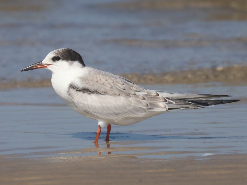 Common Tern - ML643054826