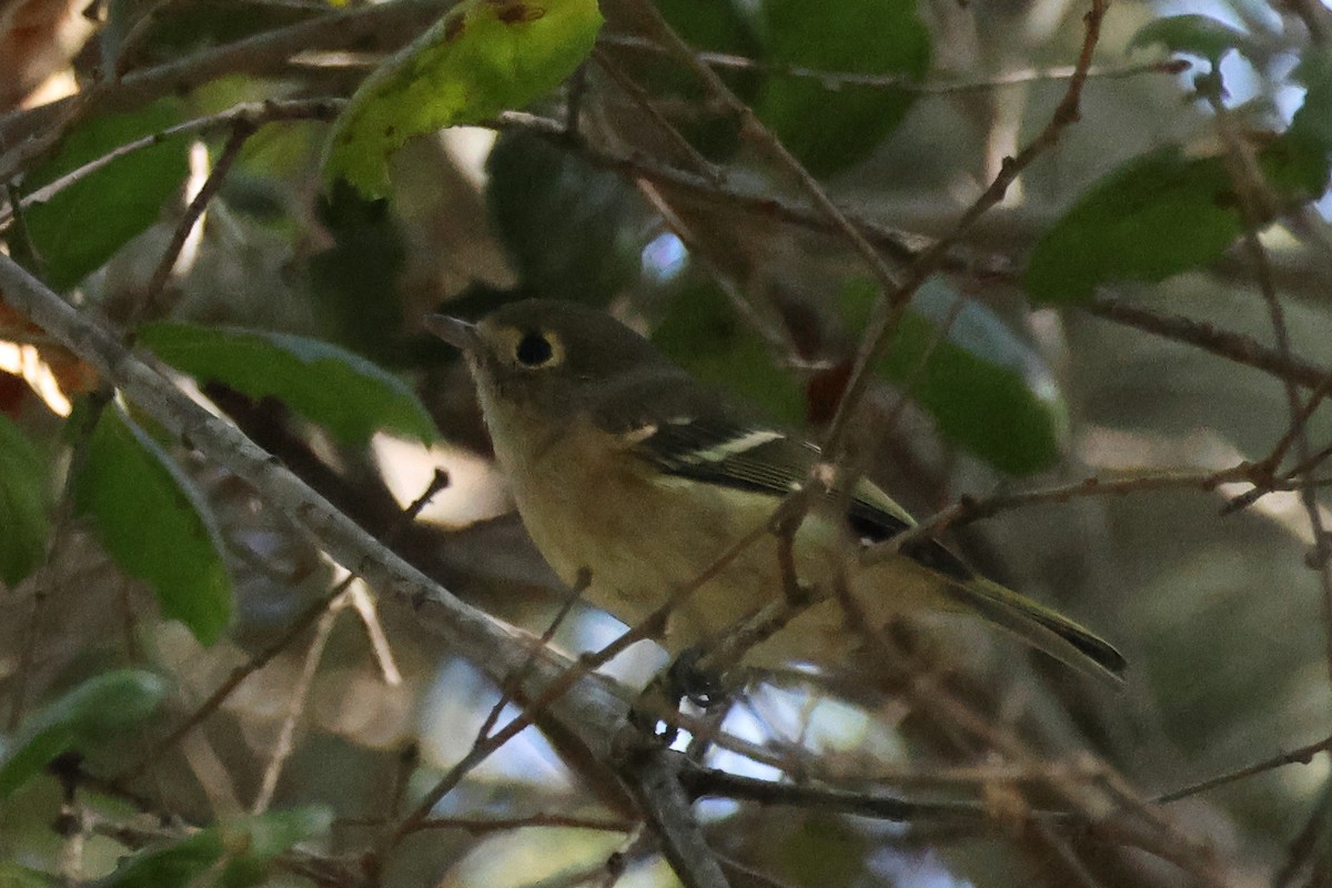 Hutton's Vireo - ML643054839