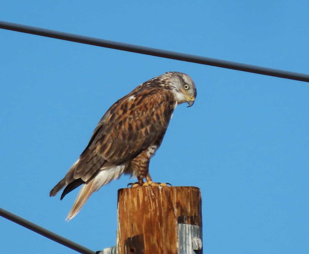 Ferruginous Hawk - ML643054881