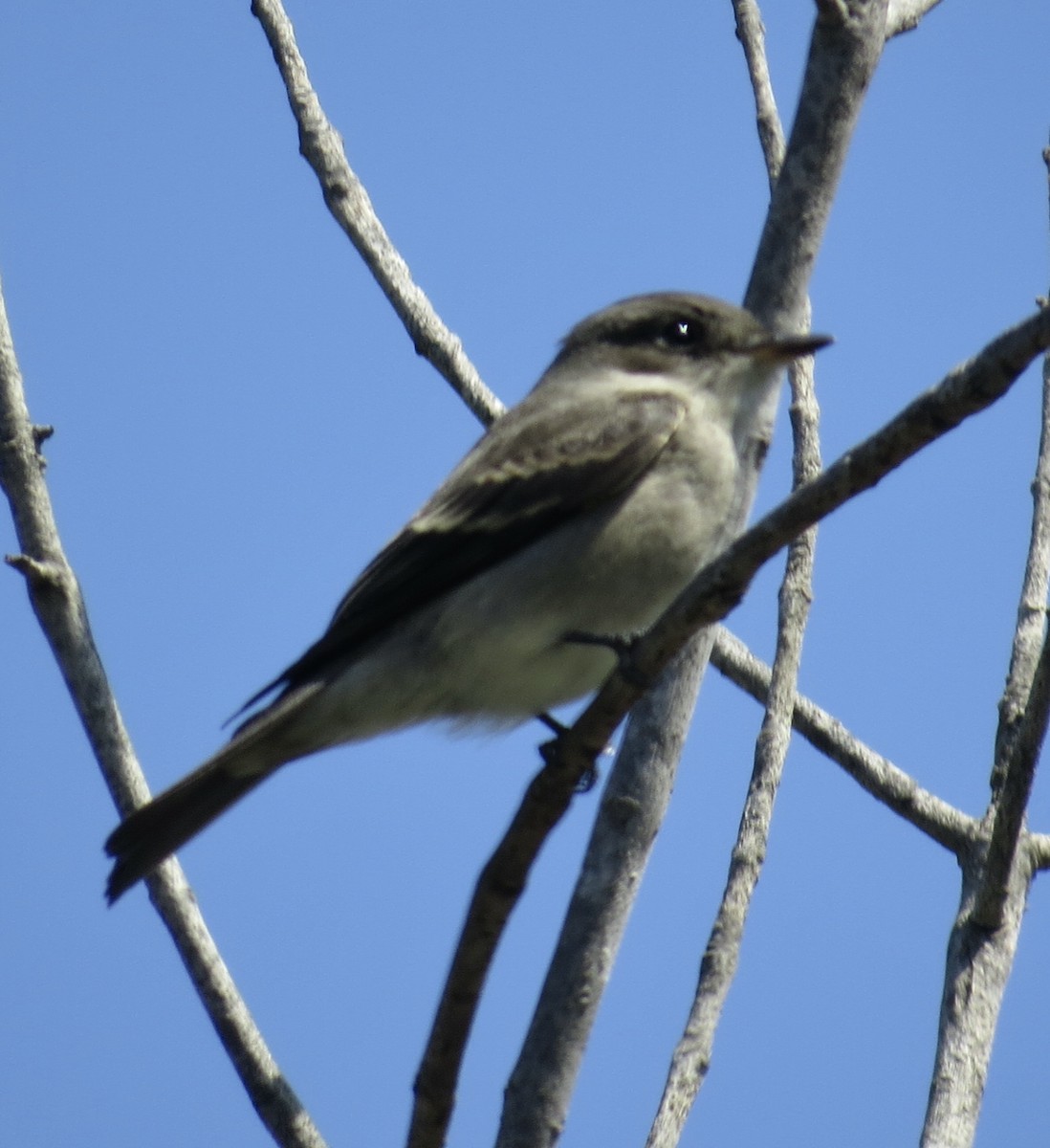 Western Wood-Pewee - ML643055009