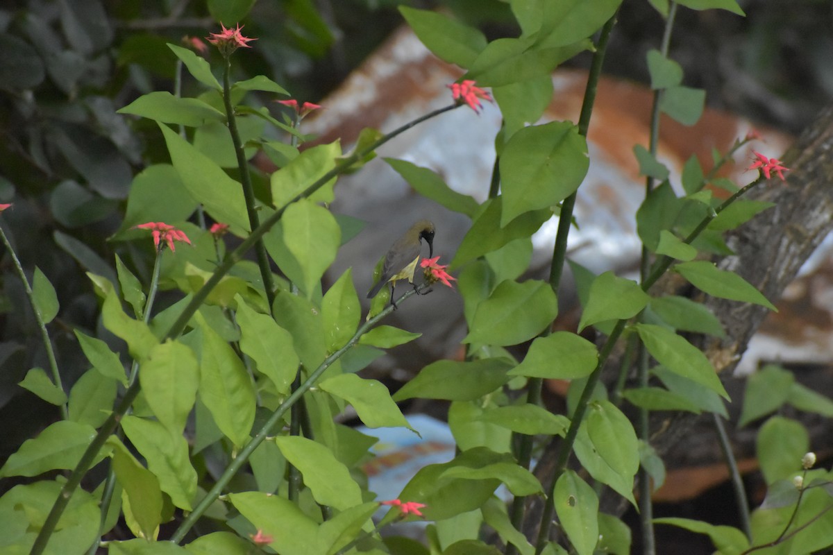 Palawan Sunbird - ML643055012