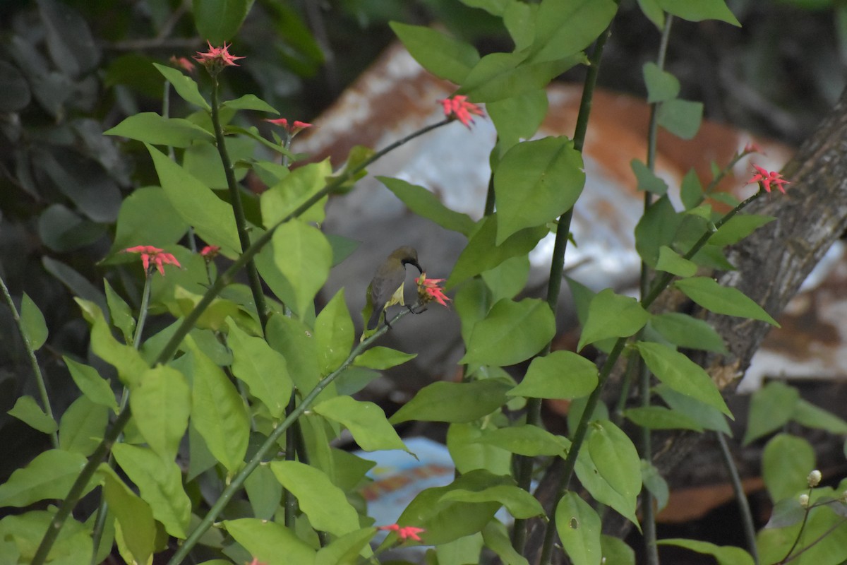 Palawan Sunbird - ML643055013