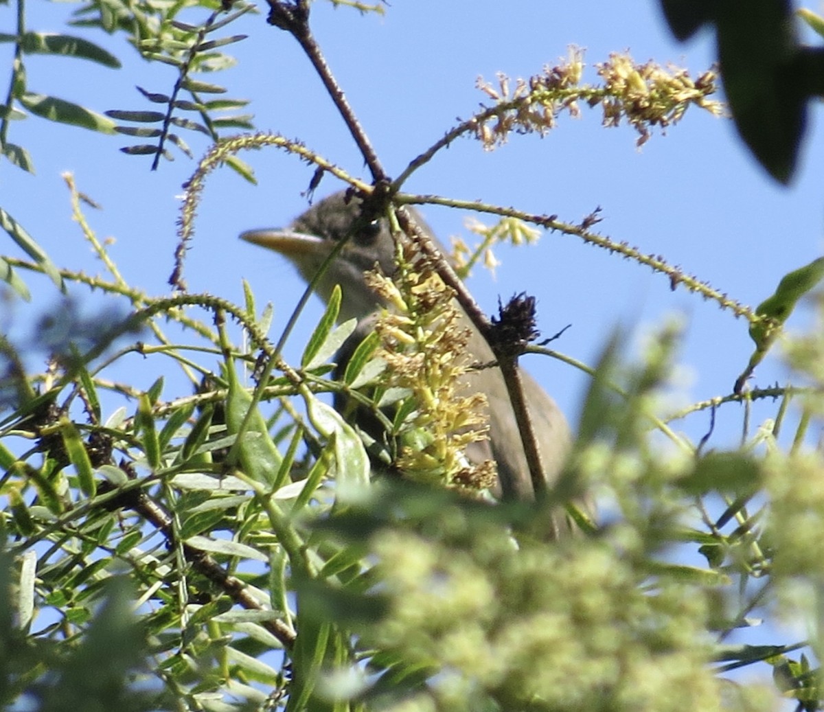 Western Flycatcher - ML643055021