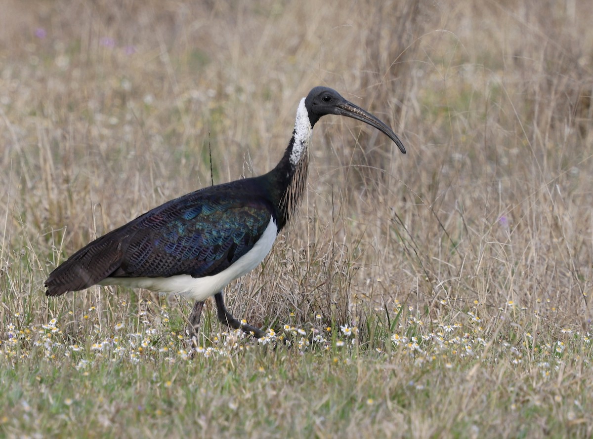 Straw-necked Ibis - ML643055047