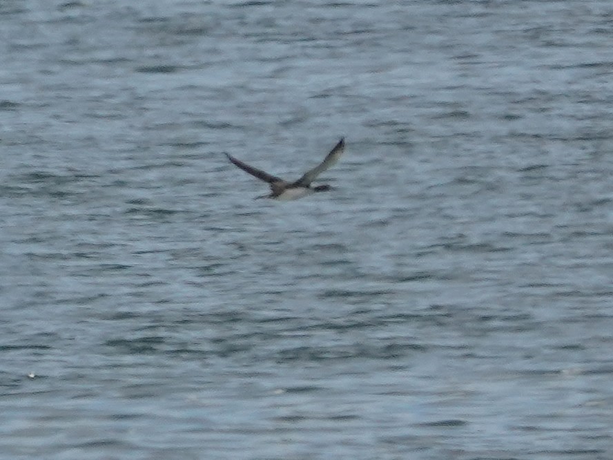 Common Loon - ML643055079