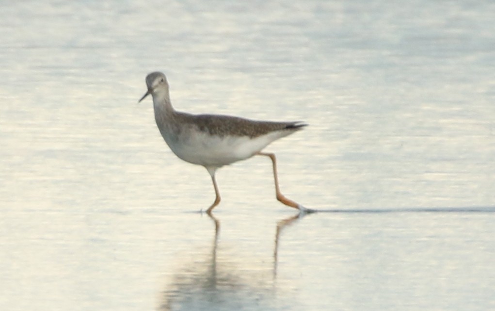 Totano zampegialle minore - ML643055095