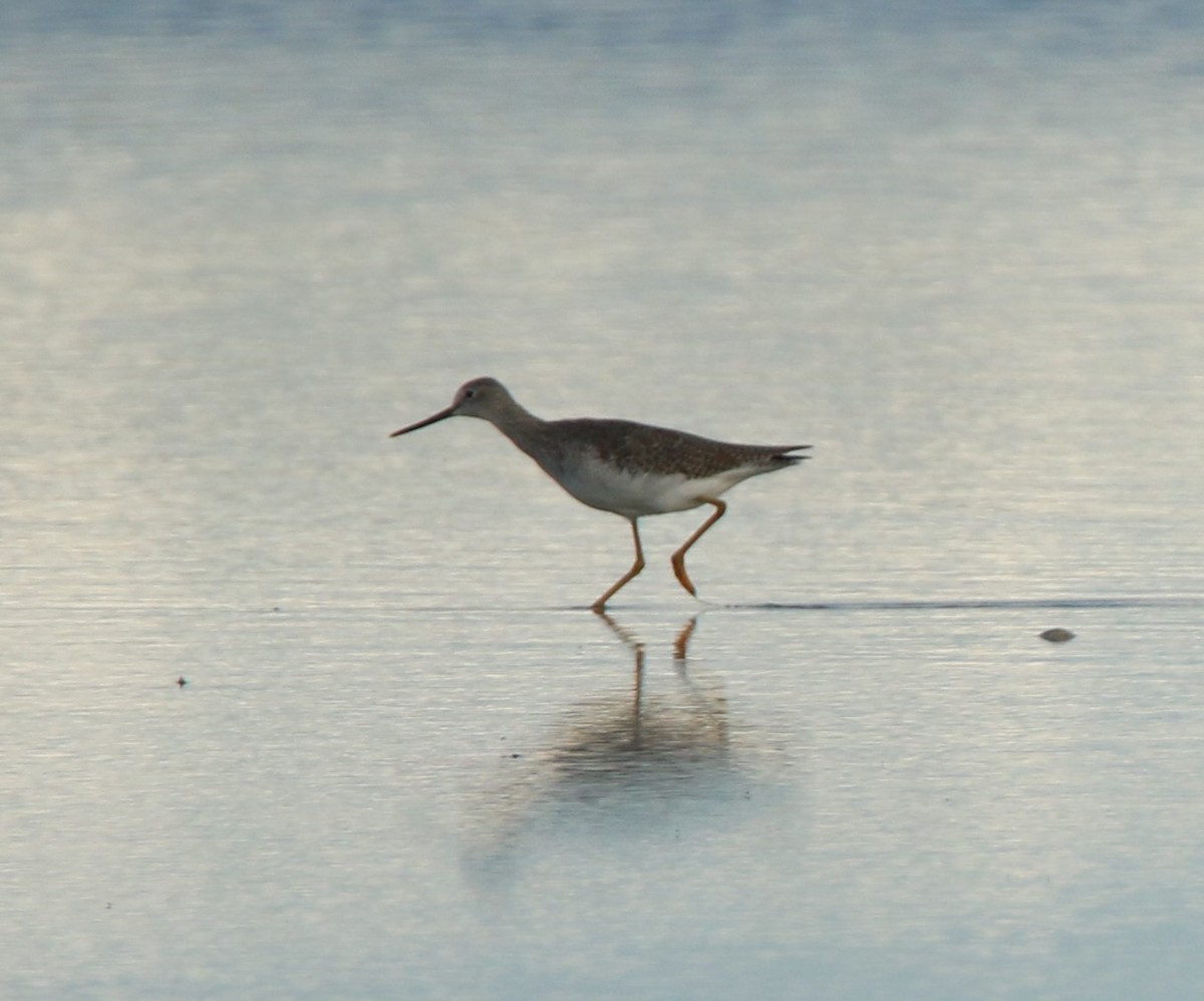 Totano zampegialle minore - ML643055096