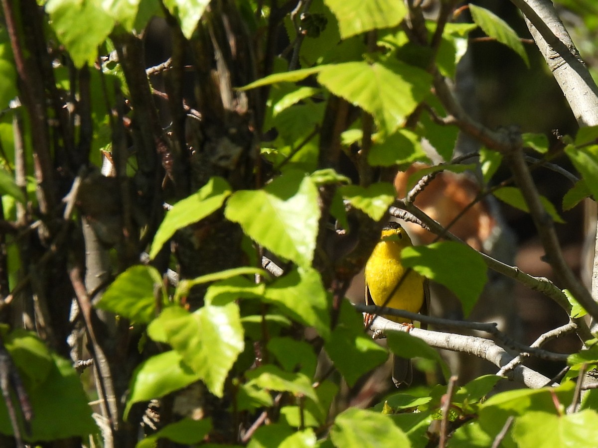 Wilson's Warbler - ML643055132