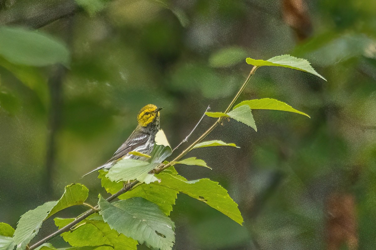 Black-throated Green Warbler - ML643055139